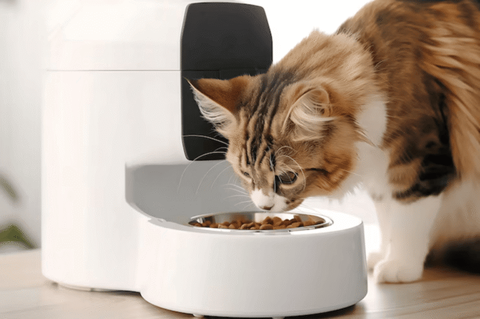Food Best for Your Cat’s Health