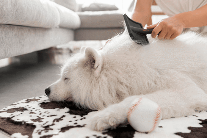 Why Your Dog Is Shedding Fur